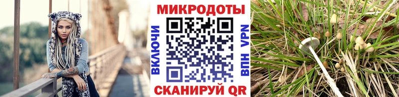 Псилоцибиновые грибы Psilocybe  Купить закладки  Рошаль 